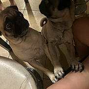 Skye joined the competition — help win amazing prizes! dog, pug, pet, indoor, floor, tile_floor, legs, paw, animal, cute, companion, looking_up, waiting, home, furniture, human_leg, blurred, two_dogs, friendship, touching