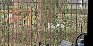Stormy joined the competition — help win amazing prizes! french_bulldog, dog, chair, wicker_furniture, patio, bamboo_screen, vines, glass_table, mug, outdoor, garden, tree, house, window, fence, plant, leaf, dog_face, pet, relaxing