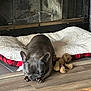 Stormy joined the competition — help win amazing prizes! dog, french_bulldog, sleeping, pet_bed, plush_toy, fireplace, wooden_floor, indoor, cozy, resting, animal, cute, companion, relaxation, home, comfort, brown, fur, ears, closed_eyes