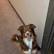 Rina participe au concours pour gagner de l'argent avec cette photo : animal, brown_dog, canine, carpet, dog, doorframe, ears, floor, fur, hallway, indoor, looking_up, nose, pet, playful, sitting, stick, tail, wall, white_paws