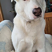 Luna is registered to the contest to win money with this photo: dog, white_dog, indoor, pet, blanket, window, plant, furniture, curious, sitting, closeup, canine, domestic_animal, fur, ears, nose, paw, relaxed, home, natural_light