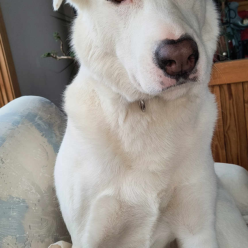 Luna is registered to the contest to win money with this photo: blanket, canine, closeup, curious, dog, domestic_animal, ears, fur, furniture, home, indoor, natural_light, nose, paw, pet, plant, relaxed, sitting, white_dog, window