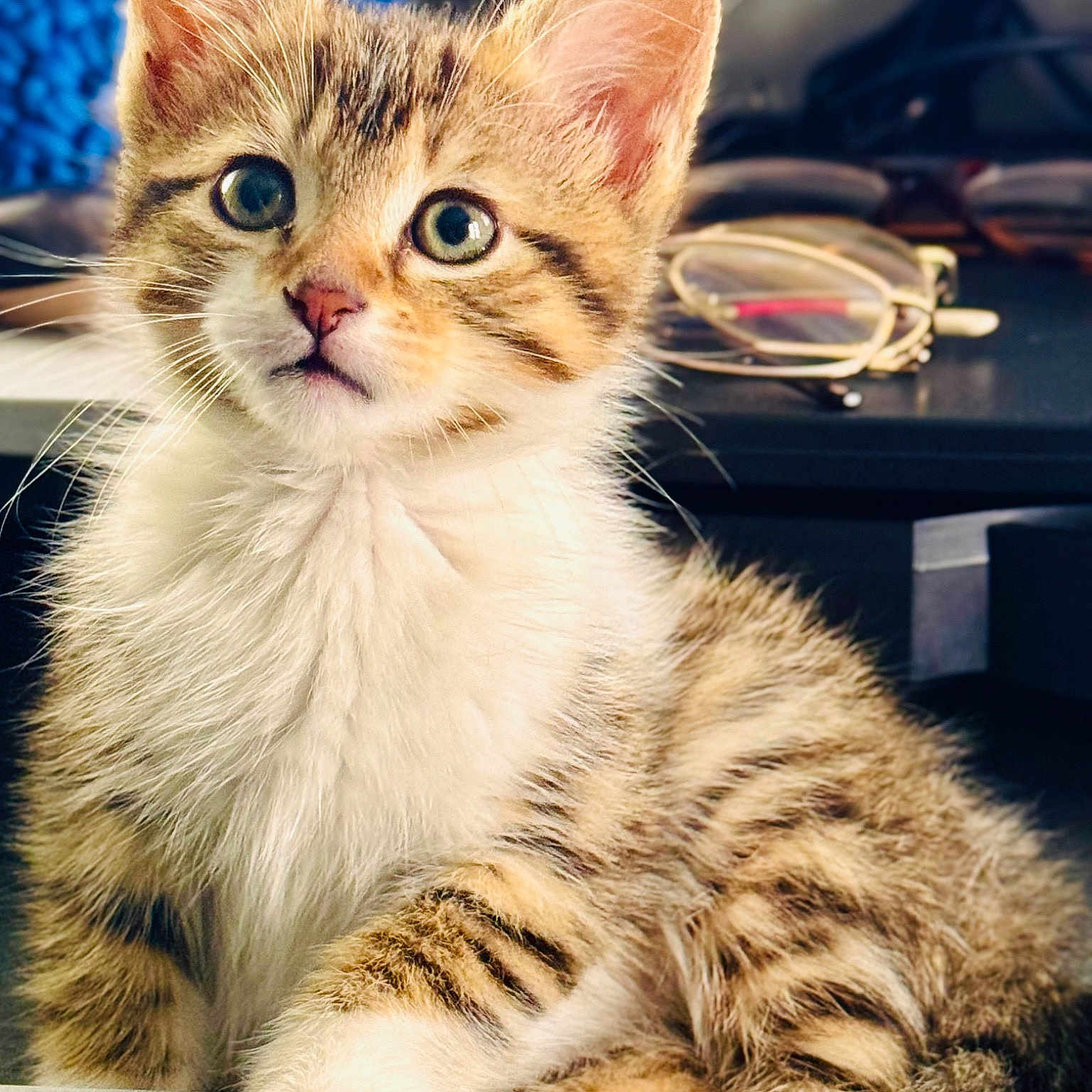 Choupette a rejoint le concours — aidez-le/la à gagner de superbes lots ! carnivore, cat, claw, computer_keyboard, domestic_short_haired_cat, felidae, fur, paw, small_to_medium_sized_cats, snout, whiskers, window