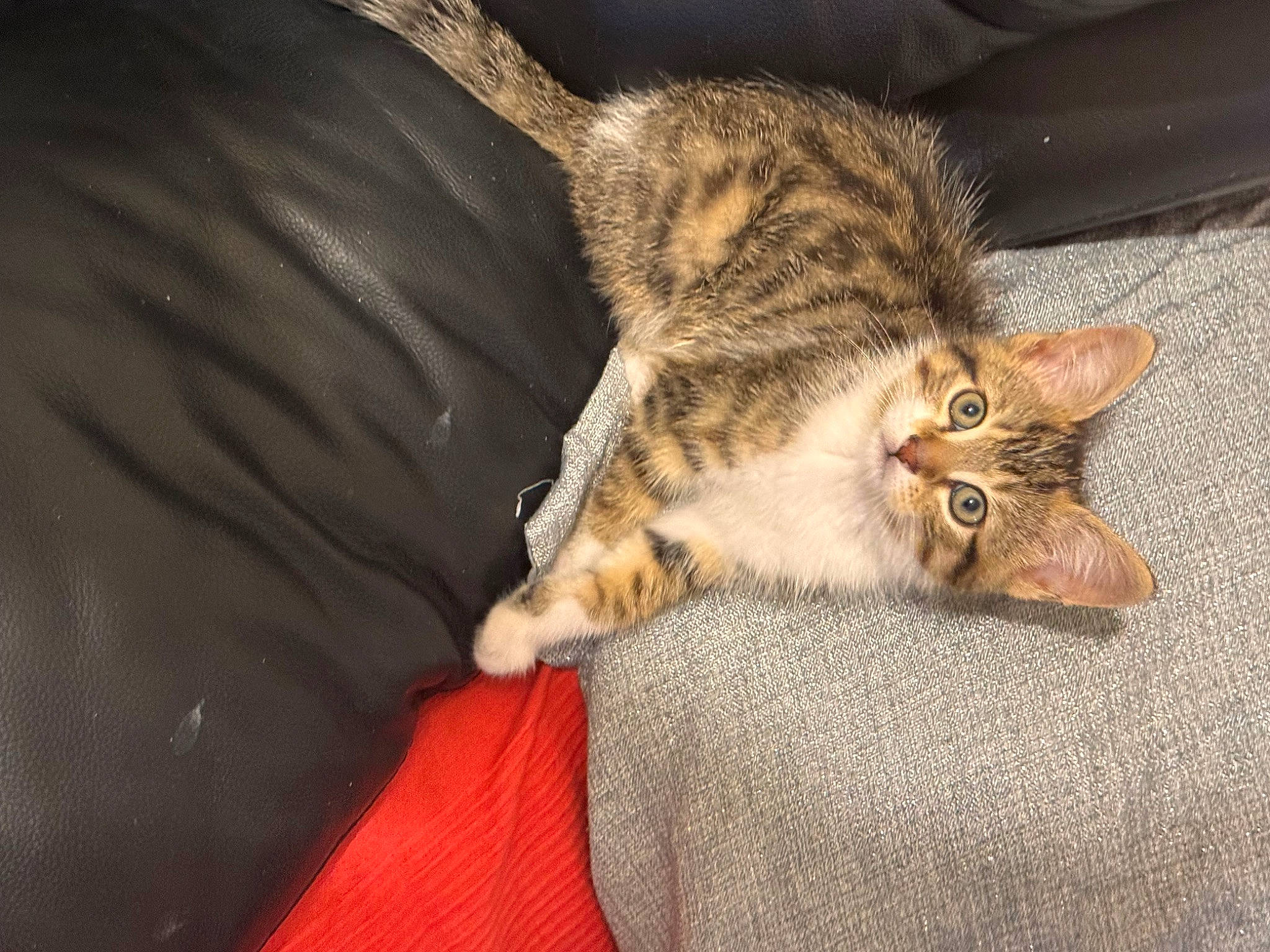 Choupette a rejoint le concours — aidez-le/la à gagner de superbes lots ! carnivore, cat, claw, comfort, domestic_short_haired_cat, felidae, flooring, fur, nap, paw, sleep, small_to_medium_sized_cats, snout, tail, terrestrial_animal, whiskers, wildlife, wood