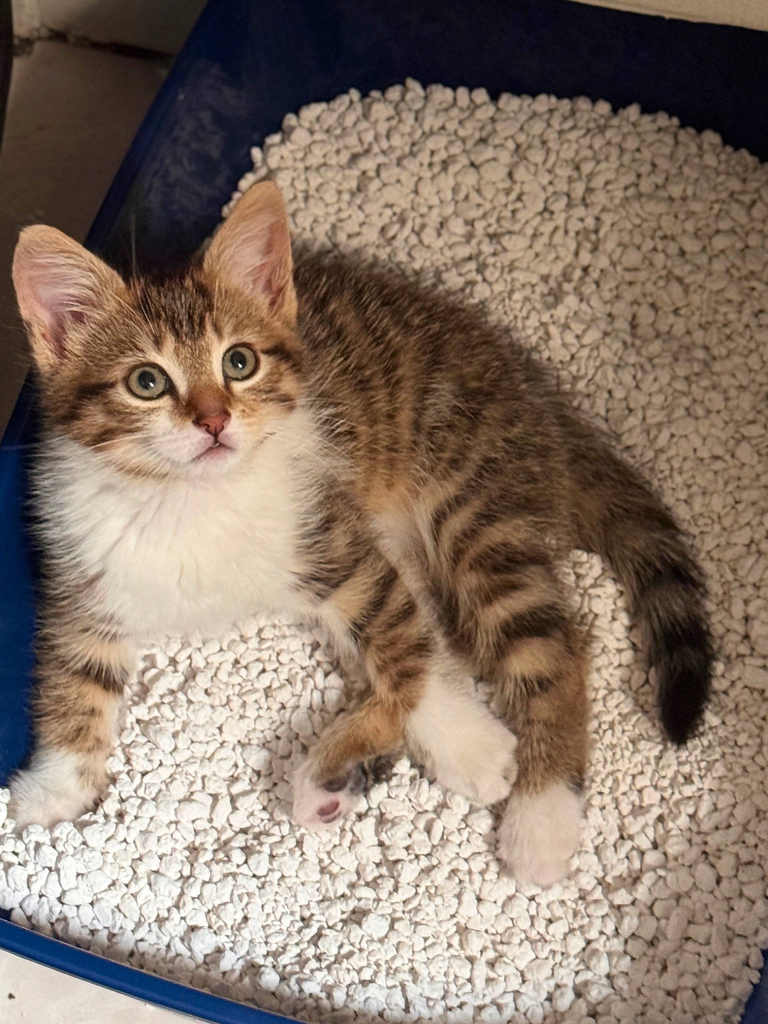 Choupette a rejoint le concours — aidez-le/la à gagner de superbes lots ! carnivore, cat, cat_supply, comfort, domestic_short_haired_cat, felidae, fur, paw, pet_supply, small_to_medium_sized_cats, snout, tail, whiskers, window