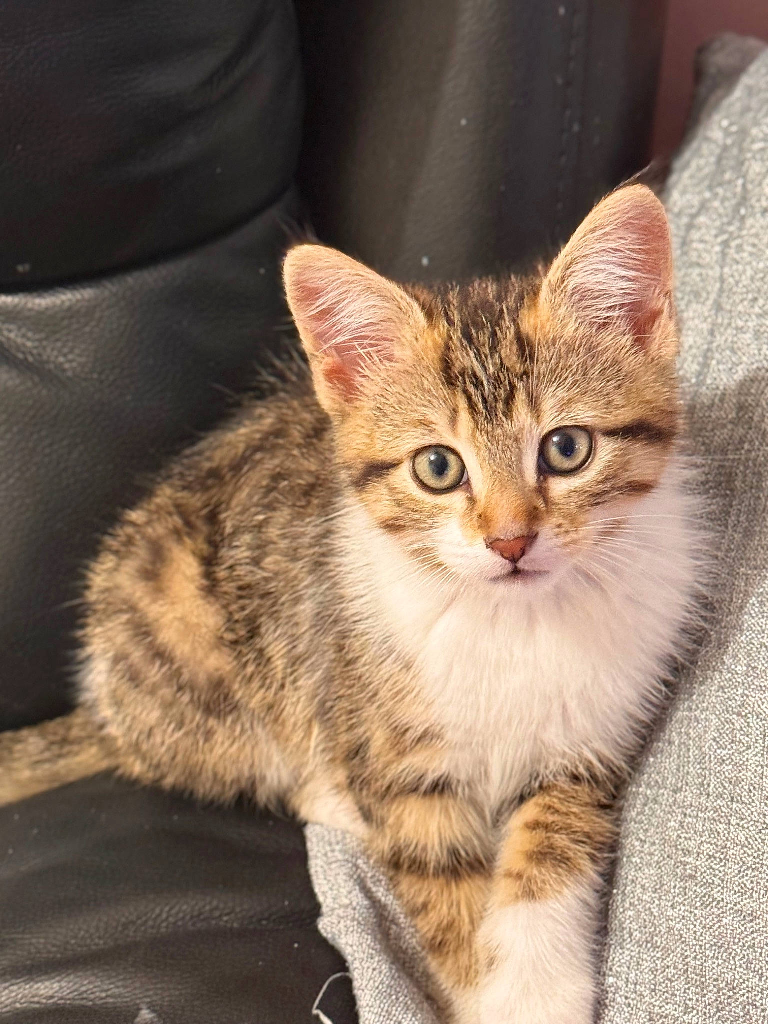 Choupette participe au concours pour gagner de l'argent avec cette photo : carnivore, cat, claw, couch, domestic_short_haired_cat, felidae, fur, paw, small_to_medium_sized_cats, snout, tail, terrestrial_animal, whiskers, wildlife
