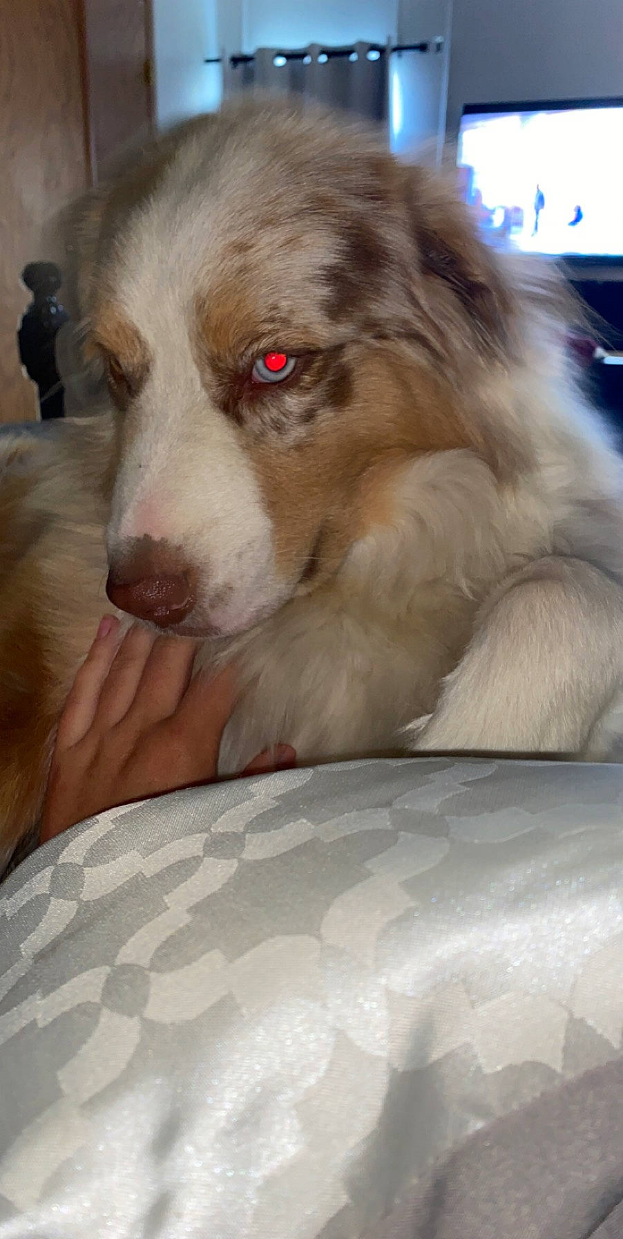 Bentley is registered to the contest to win money with this photo: aidi, ancient_dog_breeds, australian_shepherd, canidae, carnivore, companion_dog, dog, dog_breed, fur, guard_dog, herding_dog, nail, snout, sporting_group, vertebrate, whiskers, working_animal, working_dog