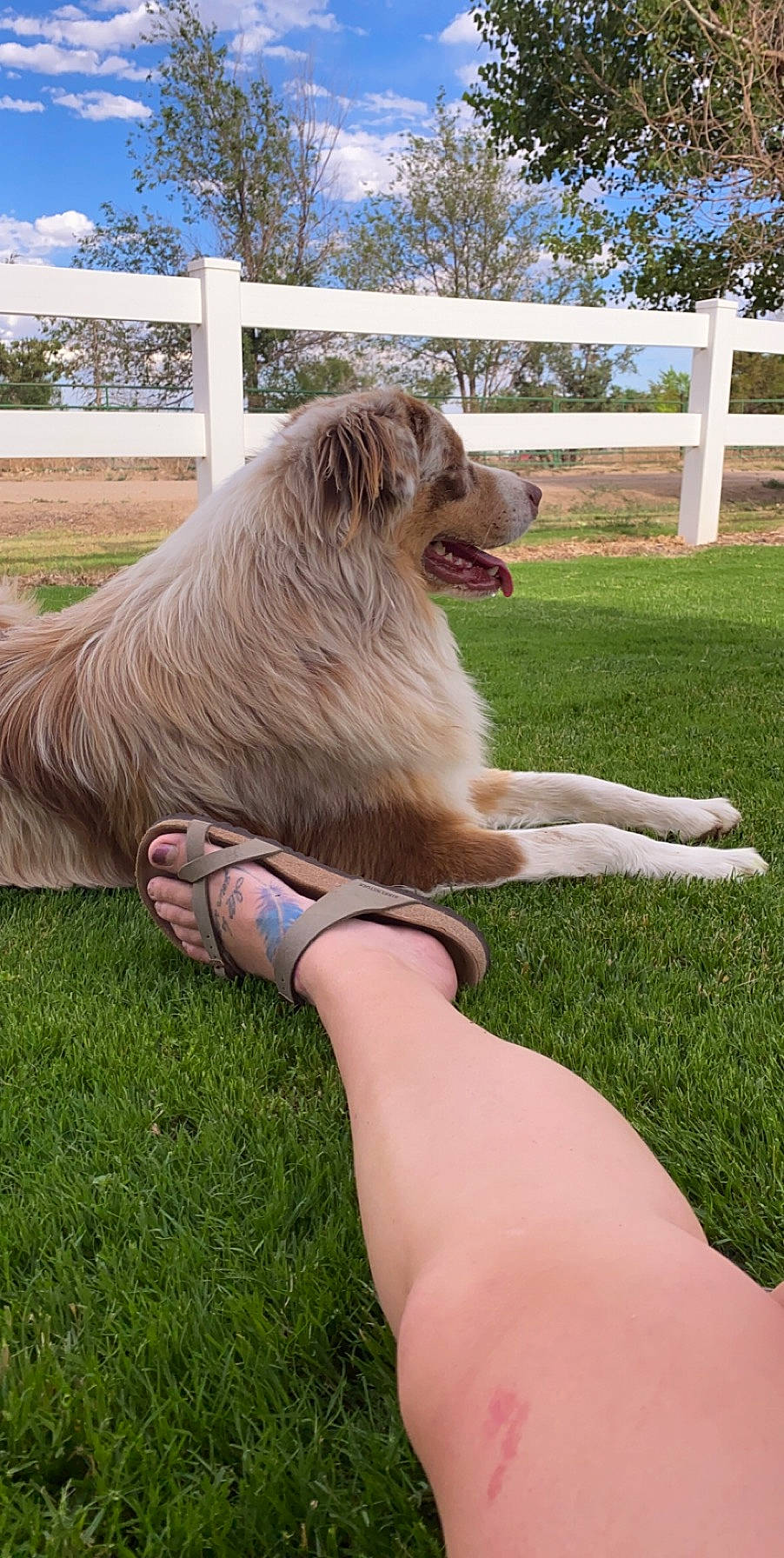 Bentley joined the competition — help win amazing prizes! ankle, blond, canidae, carnivore, companion_dog, dog, dog_breed, fence, flip_flops, foot, grass, home_fencing, lawn, pasture, slipper, sporting_group, toe, tooth, vertebrate, working_animal