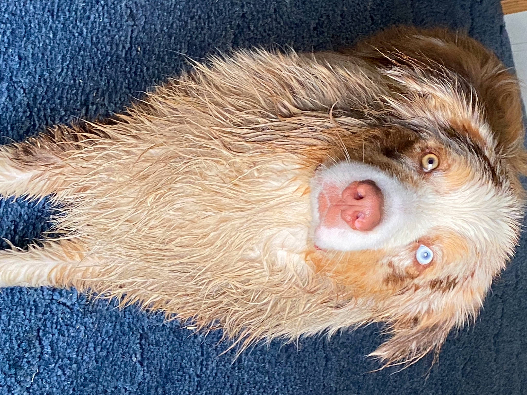 Bentley is registered to the contest to win money with this photo: beige, blond, box, close_up, fawn, fur, iris, natural_material, primate, shipping_box, skin, snout, terrestrial_animal, whiskers