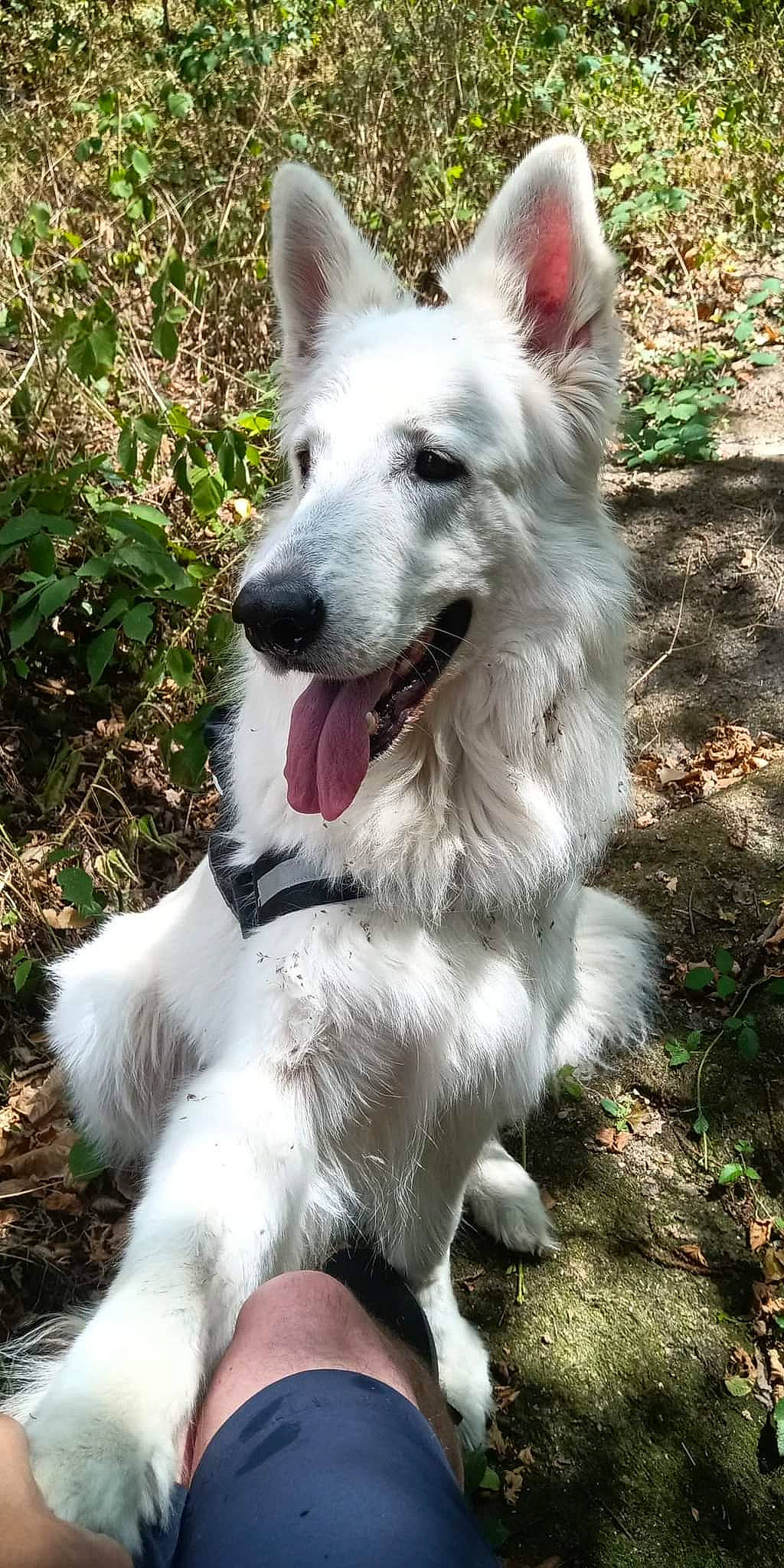 Olaf a rejoint le concours — aidez-le/la à gagner de superbes lots ! ancient_dog_breeds, canis, carnivore, collar, companion_dog, dog, dog_breed, dog_collar, east_european_shepherd, fang, fur, grass, herding_dog, plant, snout, sporting_group, tail, terrestrial_animal, whiskers, working_dog