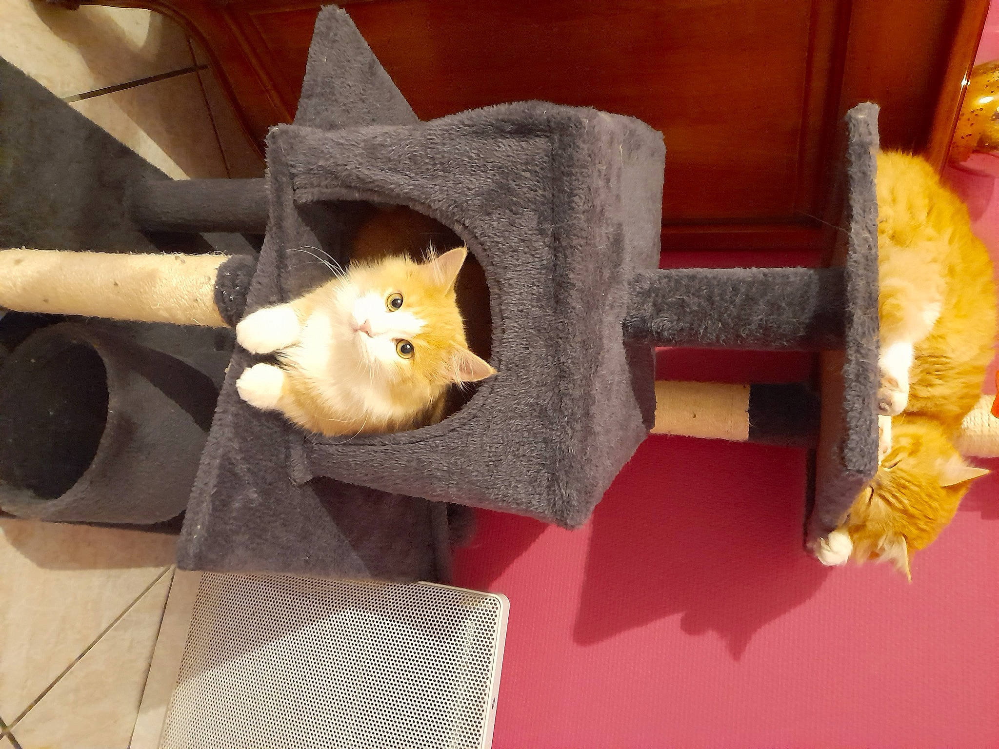 Thanos a rejoint le concours — aidez-le/la à gagner de superbes lots ! canidae, carnivore, cat, cat_supply, companion_dog, dog_breed, fawn, felidae, fur, pet_supply, plush, room, small_to_medium_sized_cats, stuffed_toy, tail, toy, whiskers, wood, wool, working_animal