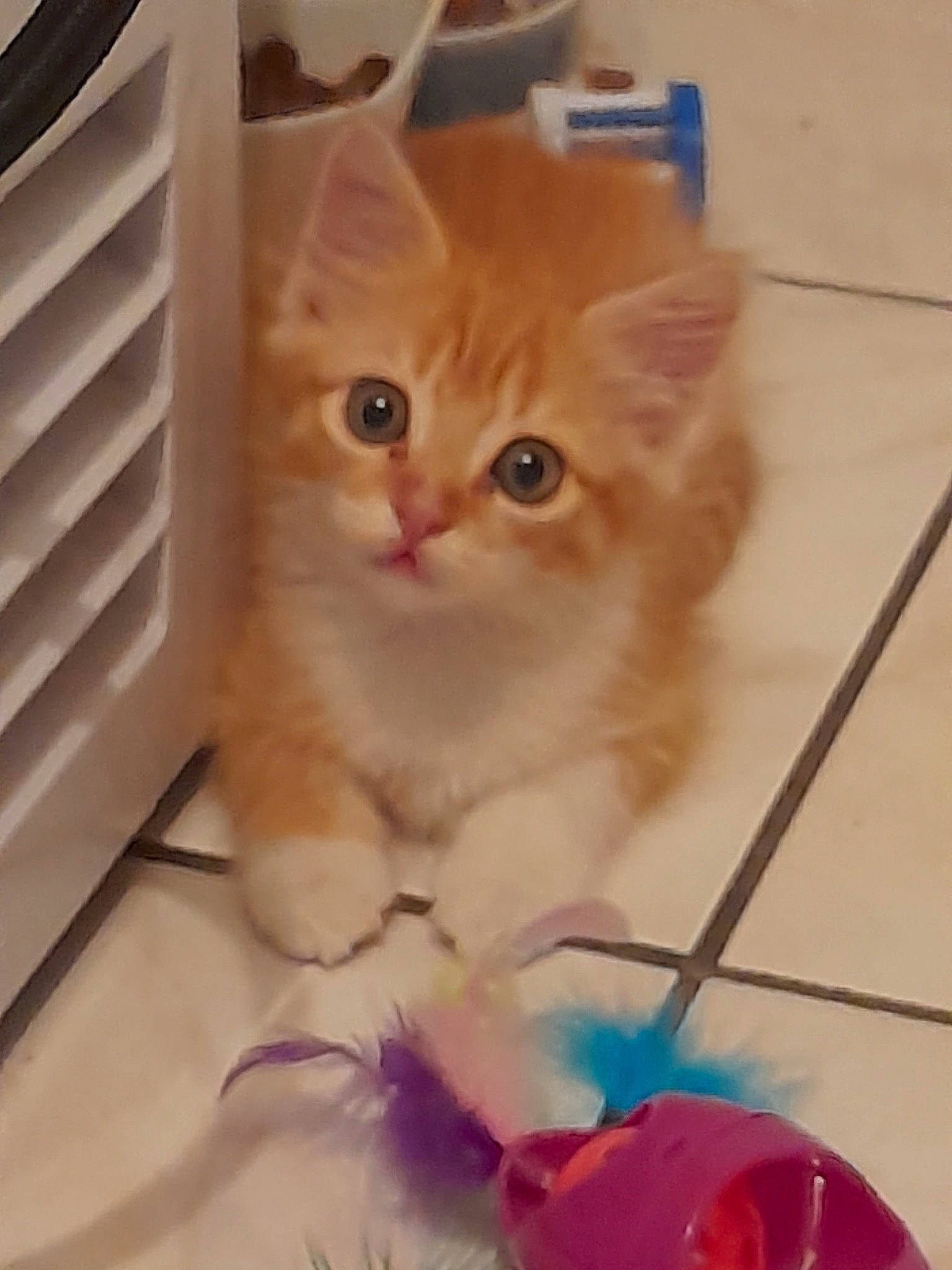 Themis a rejoint le concours — aidez-le/la à gagner de superbes lots ! animal_shelter, art, box, carnivore, cat, cat_supply, domestic_short_haired_cat, fashion_accessory, fawn, felidae, flooring, fur, paw, pet_supply, photo_caption, service, small_to_medium_sized_cats, tail, whiskers, wood