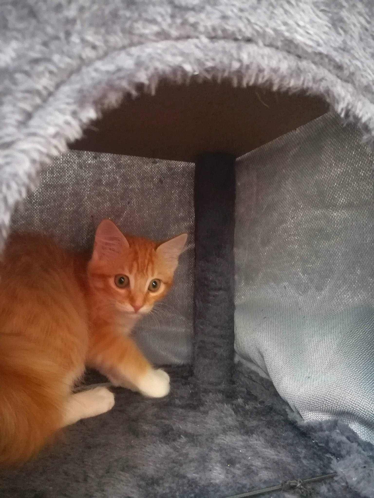 Themis a rejoint le concours — aidez-le/la à gagner de superbes lots ! carnivore, cat, cat_furniture, cat_supply, claw, domestic_short_haired_cat, fashion_accessory, fawn, felidae, fur, linens, paw, peach, small_to_medium_sized_cats, snout, tail, whiskers, window, wood, wool