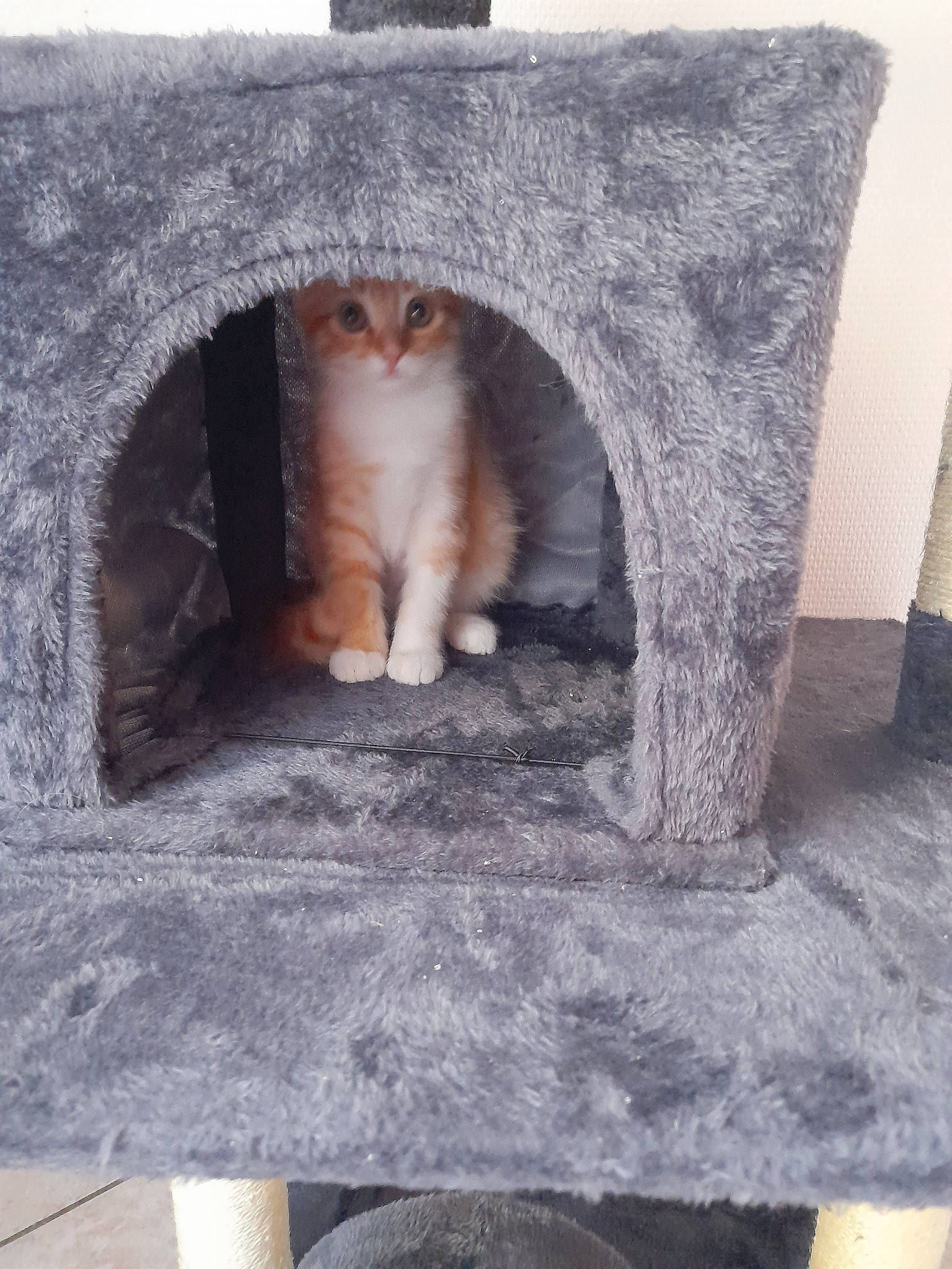 Themis participe au concours pour gagner de l'argent avec cette photo : automotive_tire, carnivore, cat, cat_furniture, cat_supply, comfort, domestic_short_haired_cat, fawn, felidae, flooring, fur, grey, paw, room, small_to_medium_sized_cats, snout, tail, whiskers, winter, wood