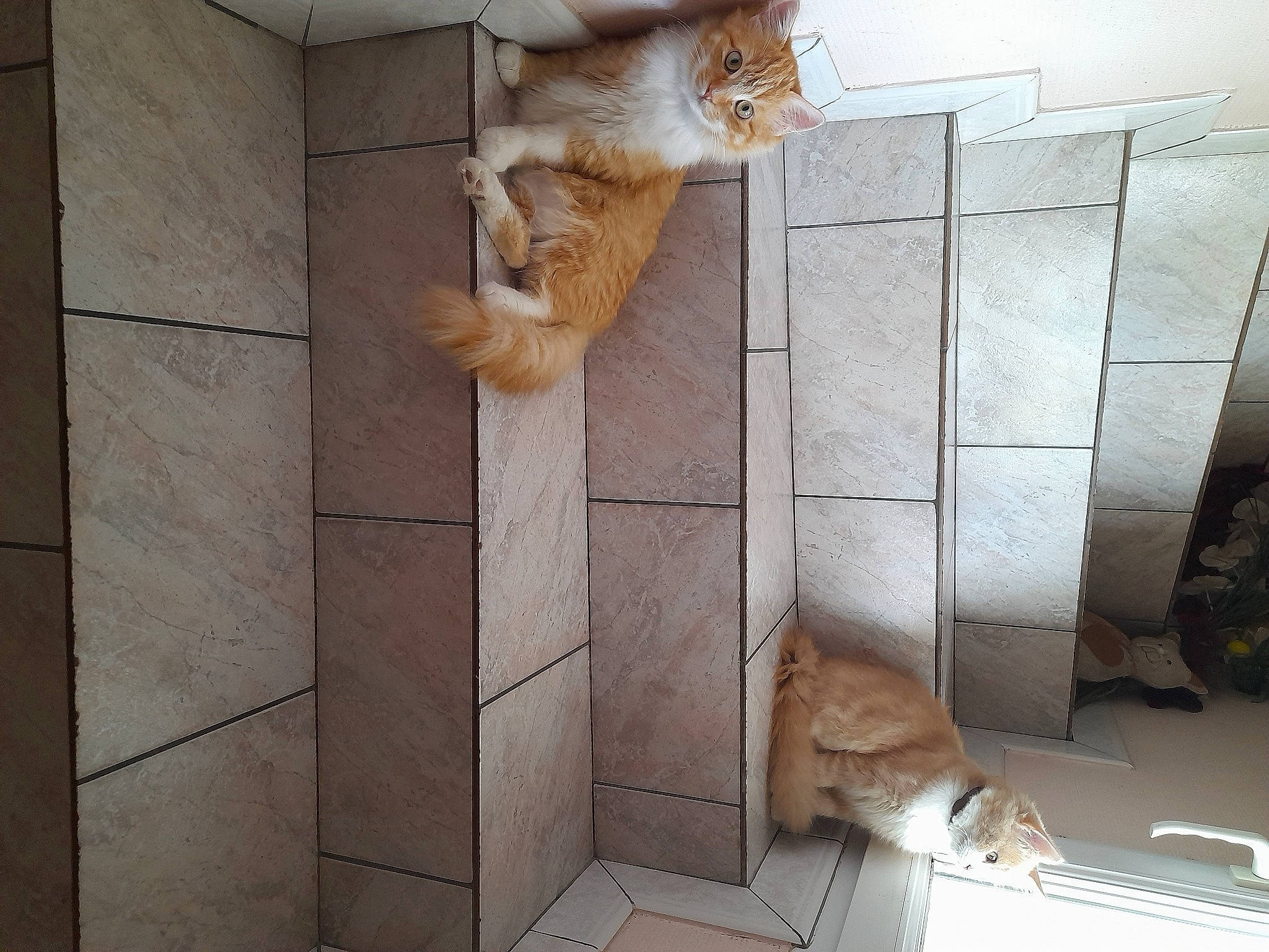 Themis participe au concours pour gagner de l'argent avec cette photo : building, carnivore, cat, domestic_short_haired_cat, door, fawn, felidae, flooring, fur, hardwood, house, pet_supply, room, small_to_medium_sized_cats, tail, terrestrial_animal, tile, whiskers, window, wood