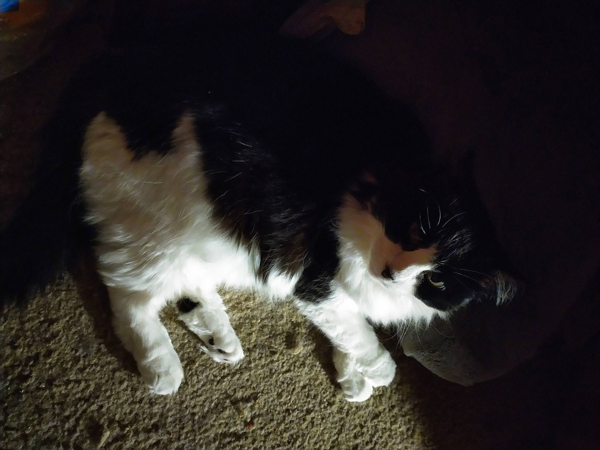 Ginger is registered to the contest to win money with this photo: carnivore, cat, felidae, flooring, foot, fur, small_to_medium_sized_cats, snout, tail, terrestrial_animal, whiskers