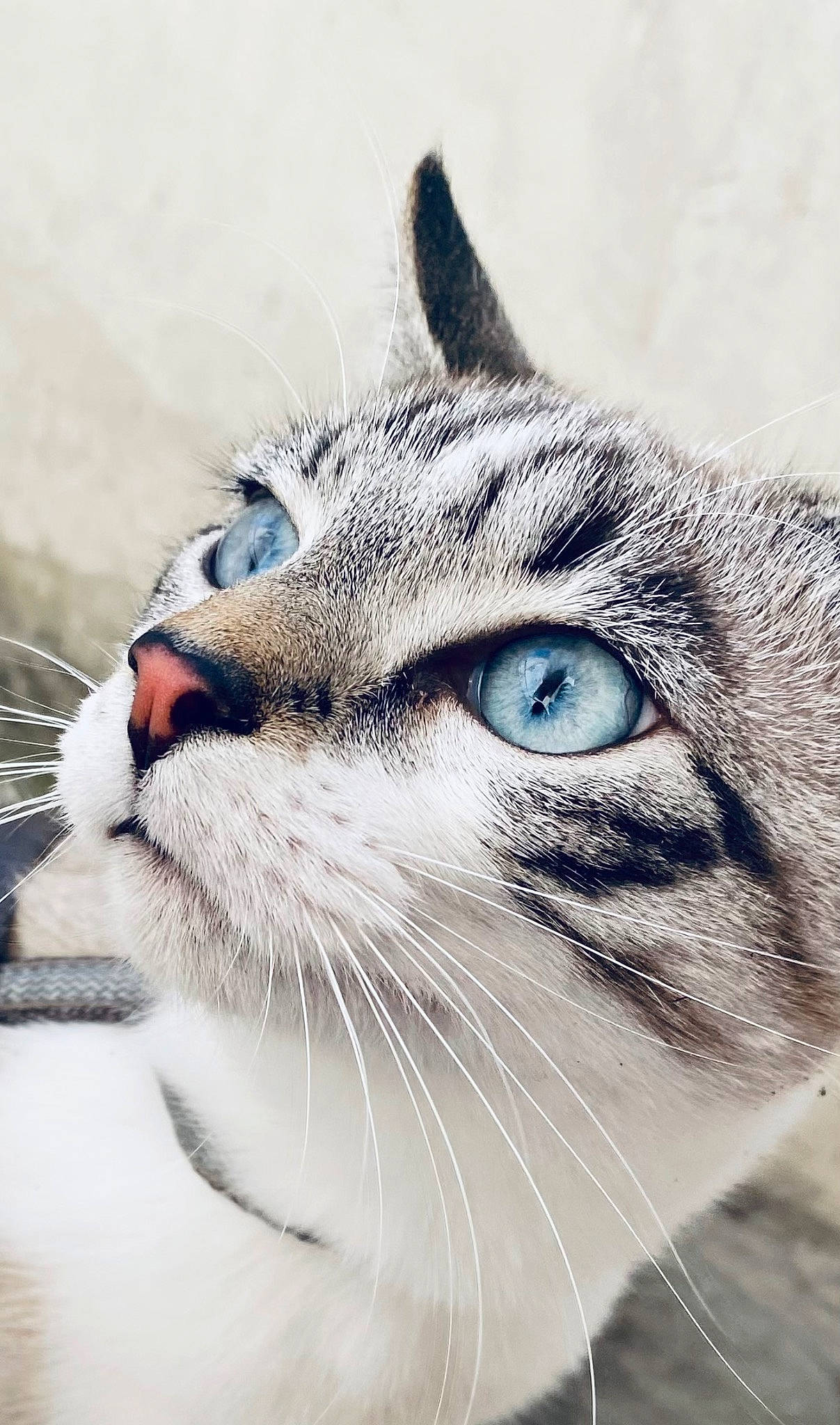 Tarzan participe au concours pour gagner de l'argent avec cette photo : carnivore, cat, comfort, domestic_short_haired_cat, ear, eye, face, fang, felidae, fur, hair, small_to_medium_sized_cats, snout, terrestrial_animal, whiskers, wildlife, window