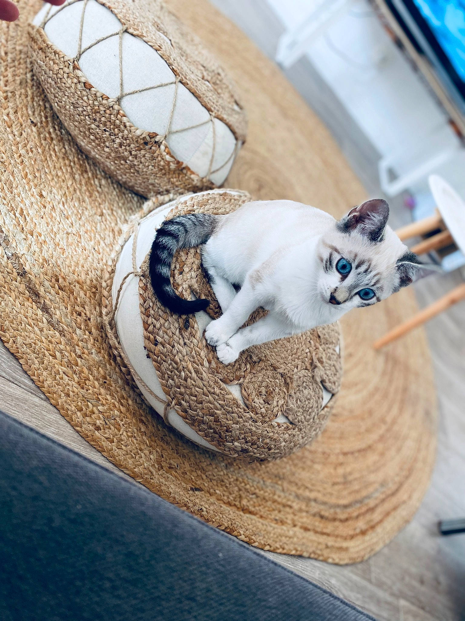 Tarzan a rejoint le concours — aidez-le/la à gagner de superbes lots ! bag, basket, canidae, carnivore, cat, comfort, companion_dog, domestic_short_haired_cat, felidae, flooring, fur, linens, paw, small_to_medium_sized_cats, sporting_group, table, tableware, tail, whiskers, wood