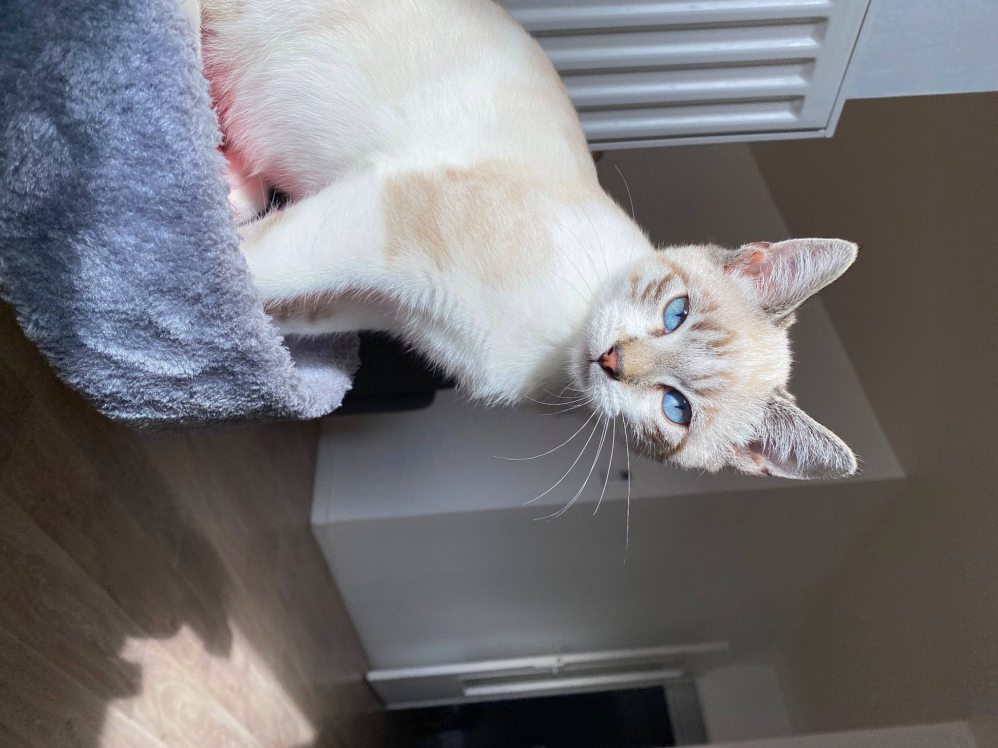 Tarzan a rejoint le concours — aidez-le/la à gagner de superbes lots ! carnivore, cat, claw, comfort, domestic_short_haired_cat, fawn, felidae, fur, paw, room, small_to_medium_sized_cats, snout, tail, whiskers, window, wood