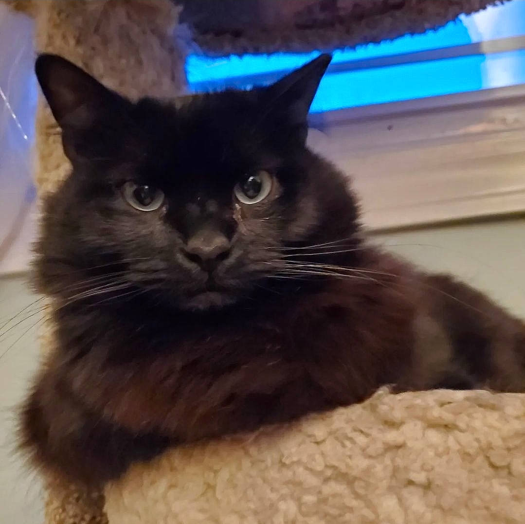 Kitty Boom Boom joined the competition — help win amazing prizes! black_cat, carnivore, cat, cat_supply, claw, comfort, domestic_short_haired_cat, electric_blue, eye, felidae, fur, paw, pet_supply, small_to_medium_sized_cats, tail, terrestrial_animal, whiskers