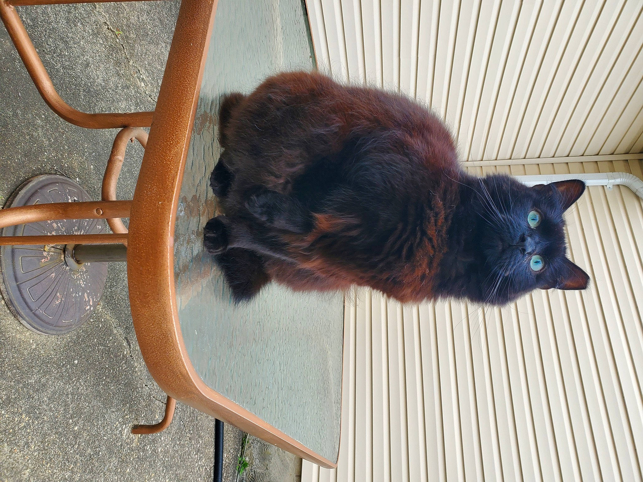 Kitty Boom Boom joined the competition — help win amazing prizes! black_cat, bombay, carnivore, cat, dog_breed, domestic_short_haired_cat, fawn, felidae, flooring, fur, hardwood, liver, small_to_medium_sized_cats, snout, sporting_group, tail, whiskers, window, wood, wood_stain