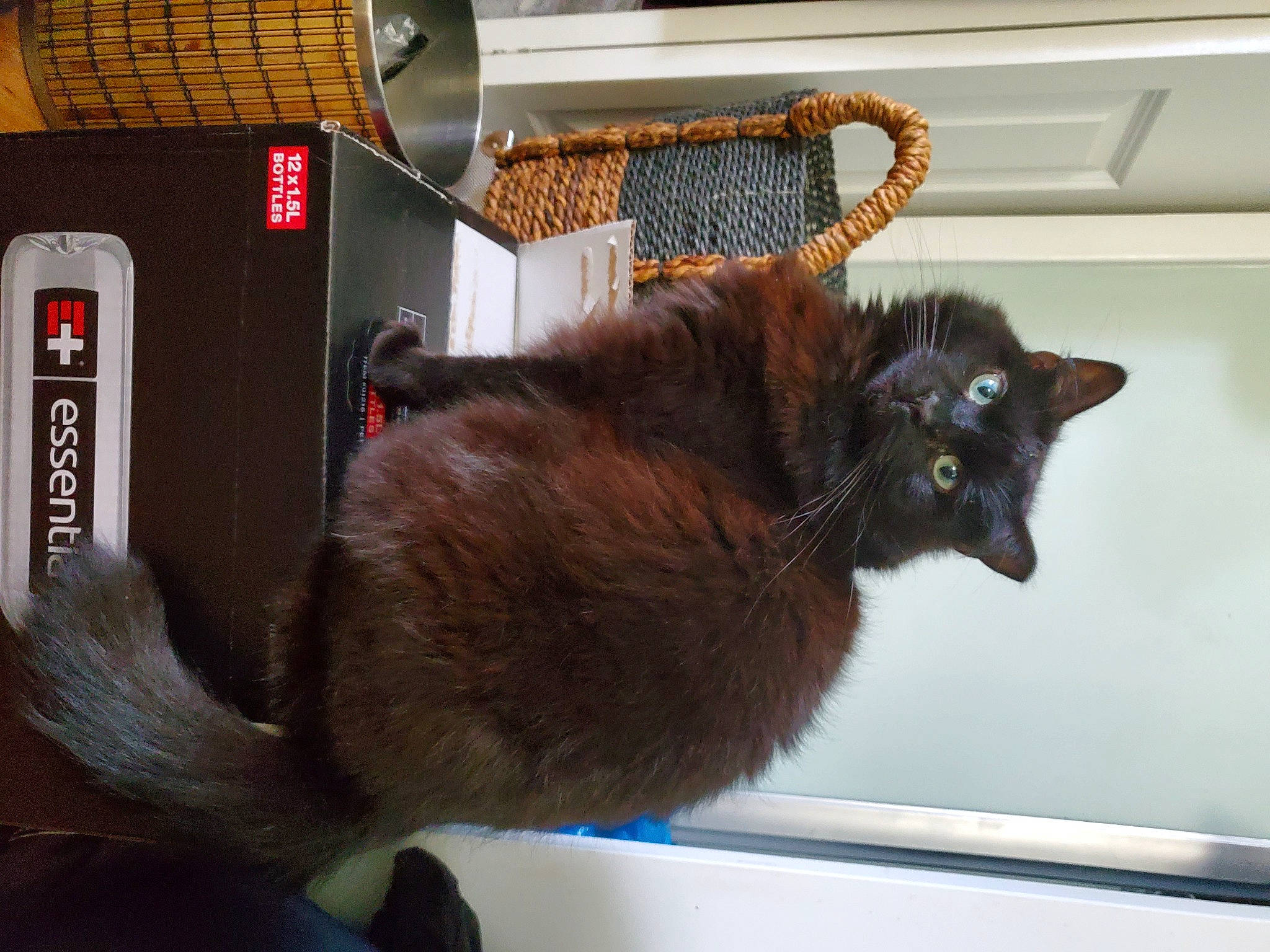 Kitty Boom Boom joined the competition — help win amazing prizes! black_cat, bombay, cabinetry, carnivore, cat, cat_supply, claw, domestic_short_haired_cat, felidae, fur, gas, liver, mammal, pet_supply, room, small_to_medium_sized_cats, tail, vertebrate, whiskers, window