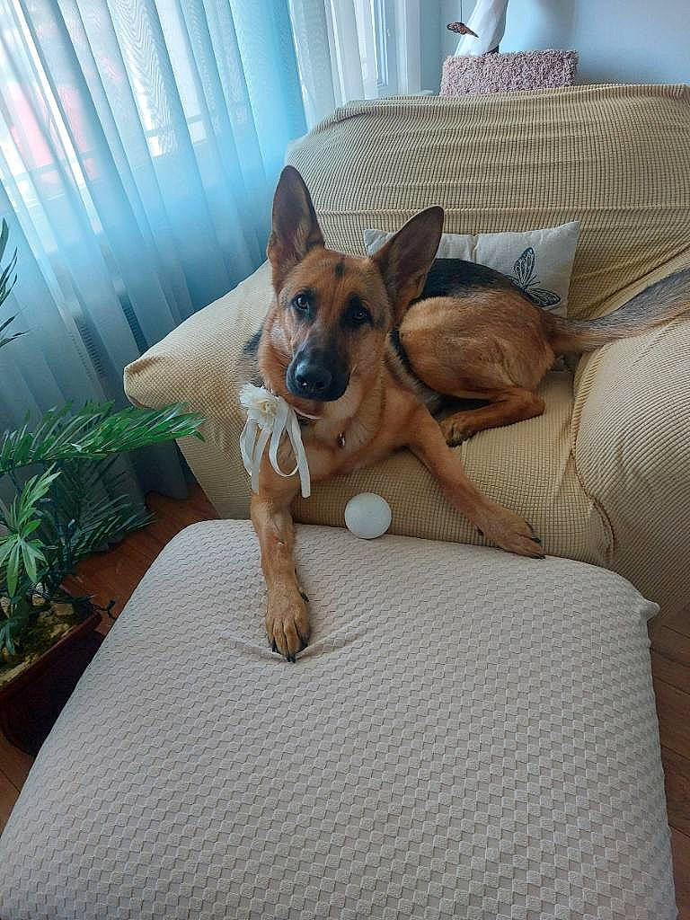 Nika joined the competition — help win amazing prizes! carnivore, comfort, companion_dog, couch, dog, dog_breed, dog_supply, fawn, floor, flooring, furniture, hardwood, houseplant, linens, pillow, plant, snout, toy_dog, wood, working_animal