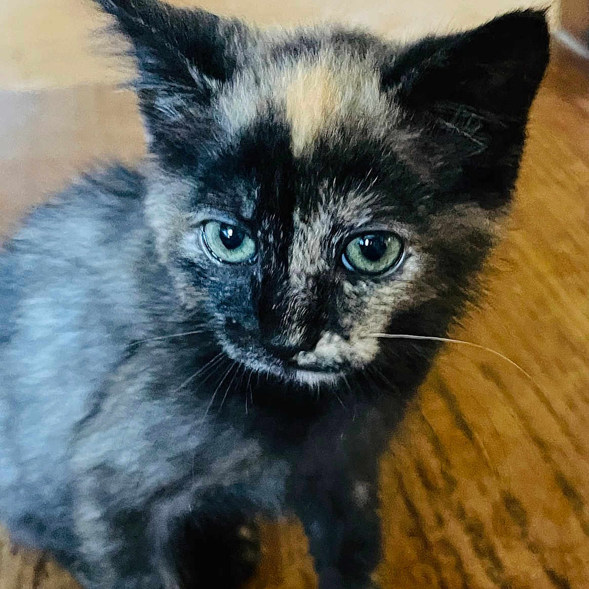 Bulma is registered to the contest to win money with this photo: animal, cat, closeup, curious, cute, domestic, ears, feline, flooring, fur, green_eyes, indoor, kitten, pet, portrait, small, tortoiseshell, whiskers, wooden_floor, young