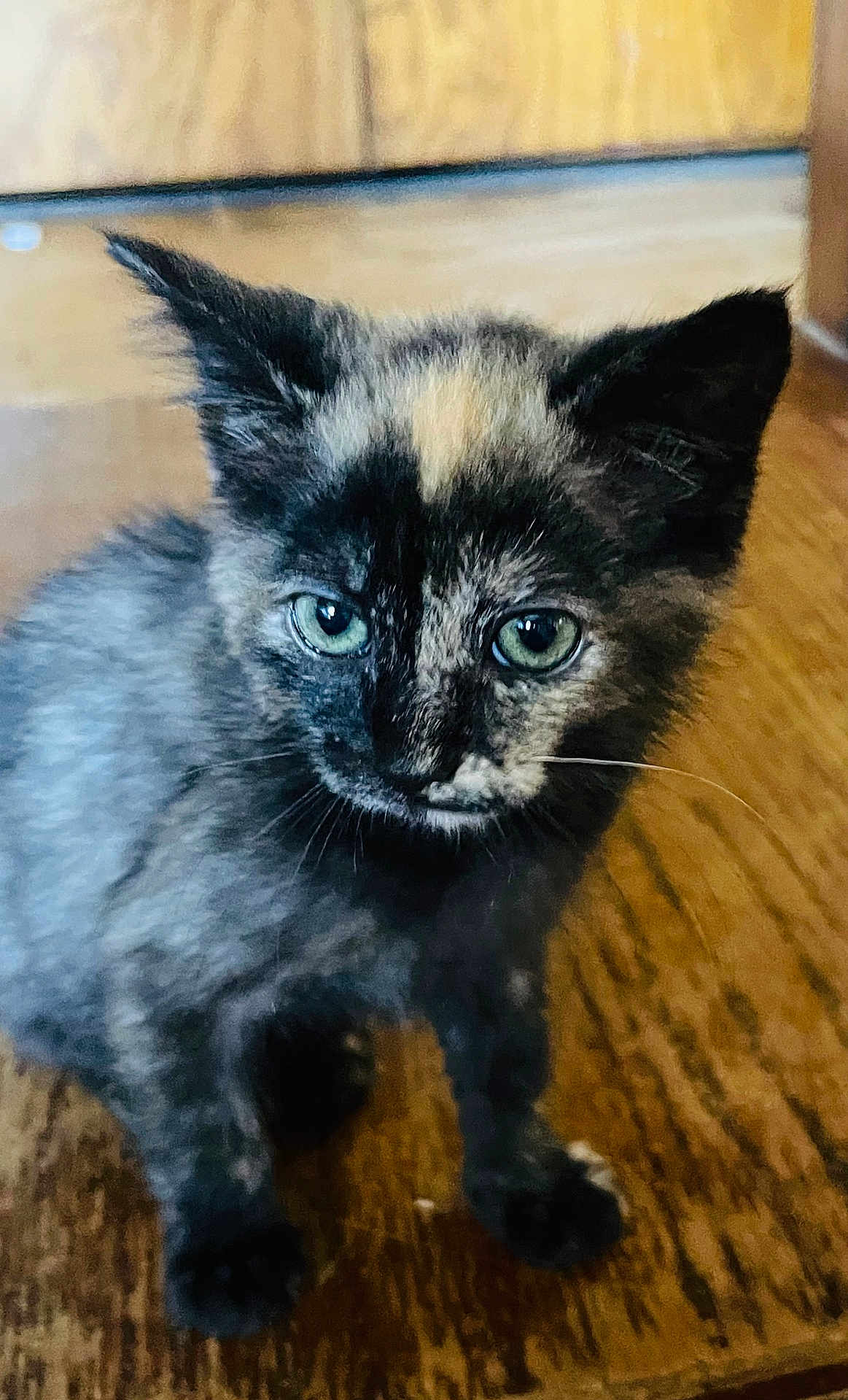 Bulma is registered to the contest to win money with this photo: kitten, cat, tortoiseshell, green_eyes, fur, pet, animal, wooden_floor, indoor, curious, closeup, young, feline, whiskers, ears, flooring, domestic, portrait, cute, small