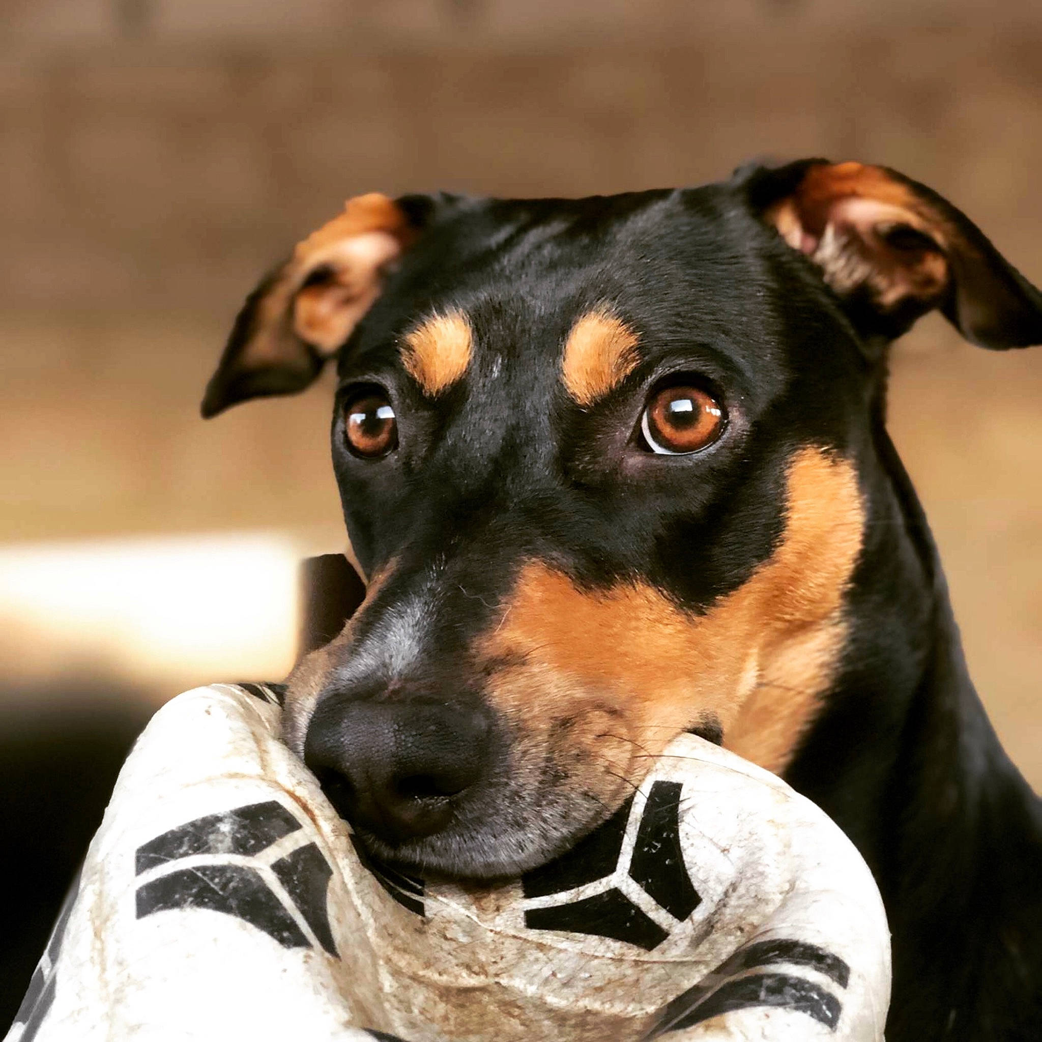 Maïna a rejoint le concours — aidez-le/la à gagner de superbes lots ! canidae, carnivore, collar, companion_dog, dog, dog_breed, fawn, fur, guard_dog, puppy, snout, sporting_group, terrier, toy_dog, whiskers, working_animal, working_dog