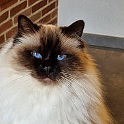 Paddy a rejoint le concours — aidez-le/la à gagner de superbes lots ! cat, fluffy, blue_eyes, indoor, brick_wall, portrait, animal, pet, feline, whiskers, close_up, face, fur, cute, domestic, mammal, calm, looking, background, house