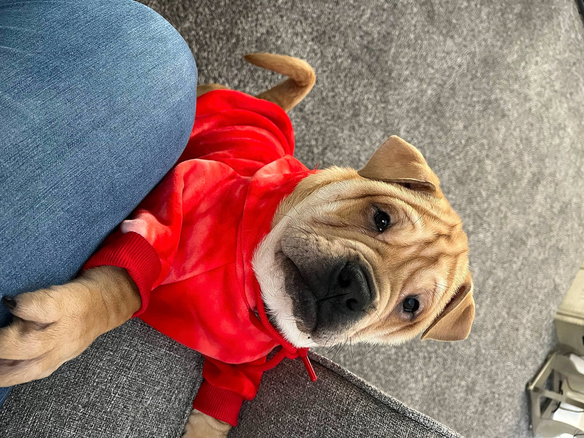 Tank joined the competition — help win amazing prizes! bulldog, carnivore, collar, companion_dog, dog, dog_breed, dog_clothes, dog_collar, dog_supply, fawn, flooring, grass, leash, road_surface, snout, sporting_group, toy_dog, wood, working_animal, wrinkle