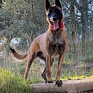 Orca participe au concours pour gagner de l'argent avec cette photo : dog, animal, outdoor, grass, tree, nature, canine, pet, tongue_out, collar, ears_up, log, sunlight, forest, muzzle, standing, happy, brown_fur, black_mask, daytime