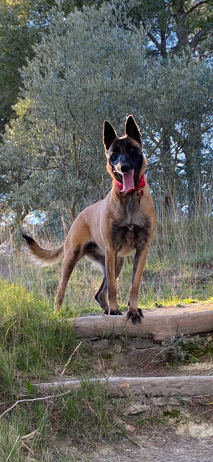 Orca participe au concours pour gagner de l'argent avec cette photo : dog, animal, outdoor, grass, tree, nature, canine, pet, tongue_out, collar, ears_up, log, sunlight, forest, muzzle, standing, happy, brown_fur, black_mask, daytime