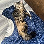 abyssinian, animal, bed, bedroom, blanket, cat, couch, cushion, furniture, homedecor, indoors, kitten, linen, manx, person, pet, quilt, room, slate, sleeping