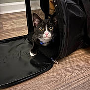 Valentino joined the competition — help win amazing prizes! cat, black_and_white, pet_carrier, floor, wood_floor, indoor, curious, animal, whiskers, ears, pink_nose, collar, blue_collar, pet, feline, looking, close_up, domestic_cat, young_cat, house_pet