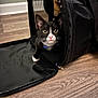 cat, black_and_white, pet_carrier, floor, wood_floor, indoor, curious, animal, whiskers, ears, pink_nose, collar, blue_collar, pet, feline, looking, close_up, domestic_cat, young_cat, house_pet