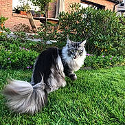 Calypso a rejoint le concours — aidez-le/la à gagner de superbes lots ! cat, maine_coon, long_hair, fluffy, gray_cat, white_cat, green_eyes, whiskers, tail, garden, backyard, lawn, grass, flowers, shrubs, brick_house, patio, chair, umbrella, outdoor