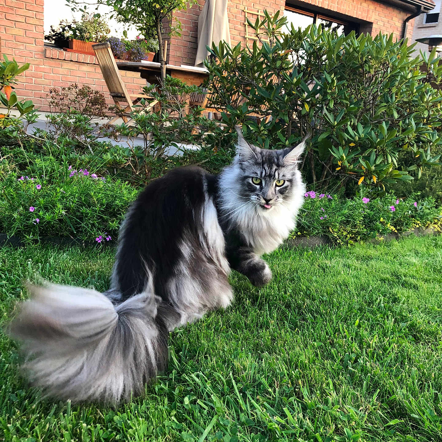 Calypso