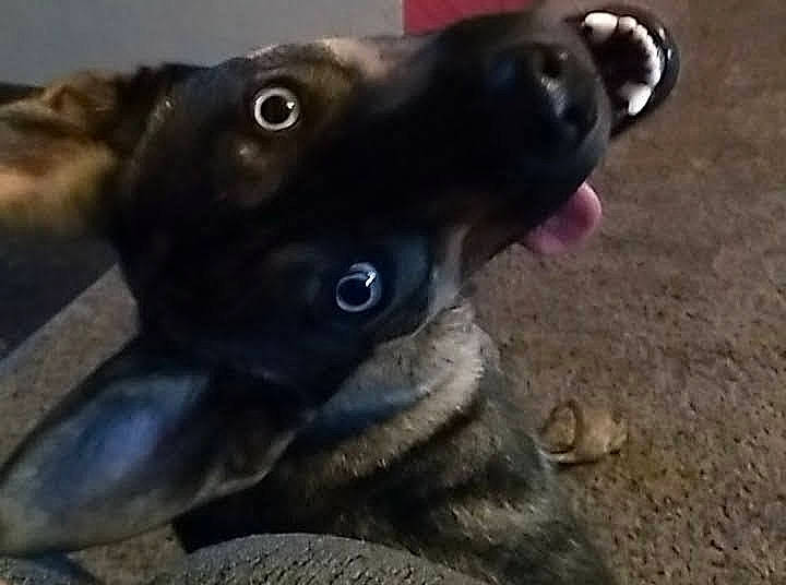 Rascal joined the competition — help win amazing prizes! borador, canidae, carnivore, companion_dog, dog, dog_breed, ear, fawn, fur, guard_dog, jaw, non_sporting_group, pet_supply, snout, soil, sporting_group, terrestrial_animal, whiskers, working_animal