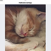 Pilou a rejoint le concours — aidez-le/la à gagner de superbes lots ! kitten, cat, sleeping, close_up, fur, orange, white, pet, animal, cute, cozy, peaceful, resting, whiskers, pink_nose, soft, young, indoor, head, paw