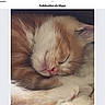 kitten, cat, sleeping, close_up, fur, orange, white, pet, animal, cute, cozy, peaceful, resting, whiskers, pink_nose, soft, young, indoor, head, paw