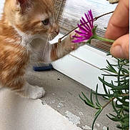 Lilou Gaillard a rejoint le concours — aidez-le/la à gagner de superbes lots ! animal, cat, close_up, curious, feline, flower, greenery, hand, kitten, nature, orange_cat, outdoor, paw, pet, plant, purple_flower, soft_fur, whiskers, windowsill, young_cat
