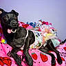 Midnight is registered to the contest to win money with this photo: animal, black_dog, canine, collar, colorful, cute, dog, dress, fabric, happy, household, indoor, lying_down, pet, pink_blanket, playful, resting, strawberry_pattern, stuffed_toys, tongue_out