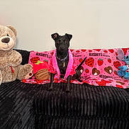 Midnight is registered to the contest to win money with this photo: animal, black_couch, black_dog, blanket, cozy, cute, decor, dog, hersheys, indoor, pet, pink, plush_toy, red, sitting, stitch_toy, stuffed_animal, teddy_bear, toy, valentines_day