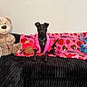 animal, black_couch, black_dog, blanket, cozy, cute, decor, dog, hersheys, indoor, pet, pink, plush_toy, red, sitting, stitch_toy, stuffed_animal, teddy_bear, toy, valentines_day