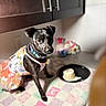 Midnight joined the competition — help win amazing prizes! animal, black_dog, clothing, collar, colorful, countertop, curious, cute, decor, dog, food, indoor, kitchen, looking, pancakes, pet, plate, small_dog, towel, tutu