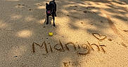 Midnight joined the competition — help win amazing prizes! animal, ball, black_dog, canine, collar, daylight, dog, fence, happy, heart, nature, outdoor, park, pet, playful, sand, shadow, sunlight, tongue_out, writing_in_sand