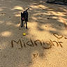 animal, ball, black_dog, canine, collar, daylight, dog, fence, happy, heart, nature, outdoor, park, pet, playful, sand, shadow, sunlight, tongue_out, writing_in_sand