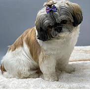 Bella joined the competition — help win amazing prizes! adorable, animal, blanket, bow, brown, calm, companion, cute, cute_accessory, dog, fluffy, fur, indoor, pet, portrait, puppy, sitting, small_dog, soft, white